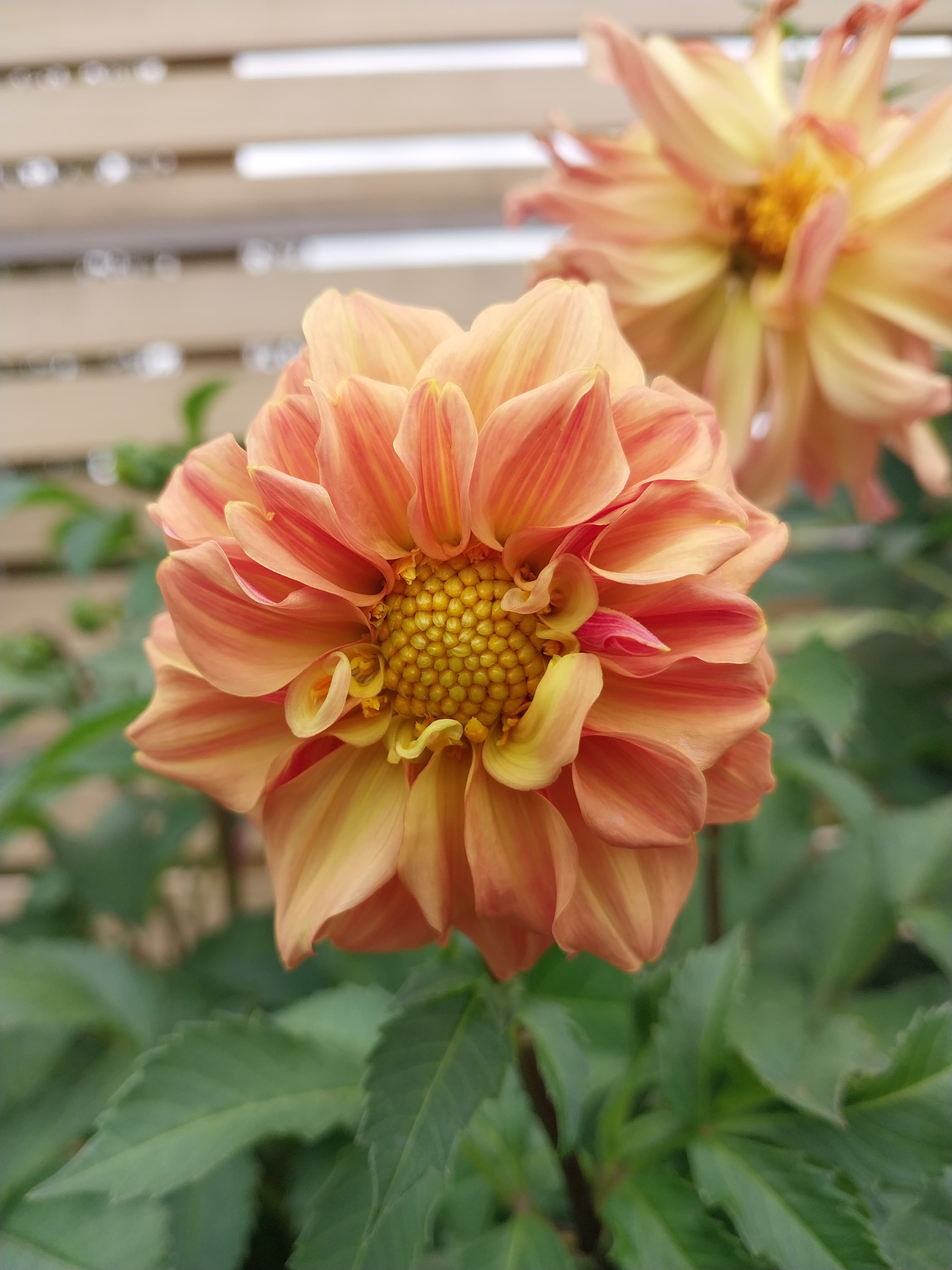 Sweet As "Nectar Sunrise" view 2