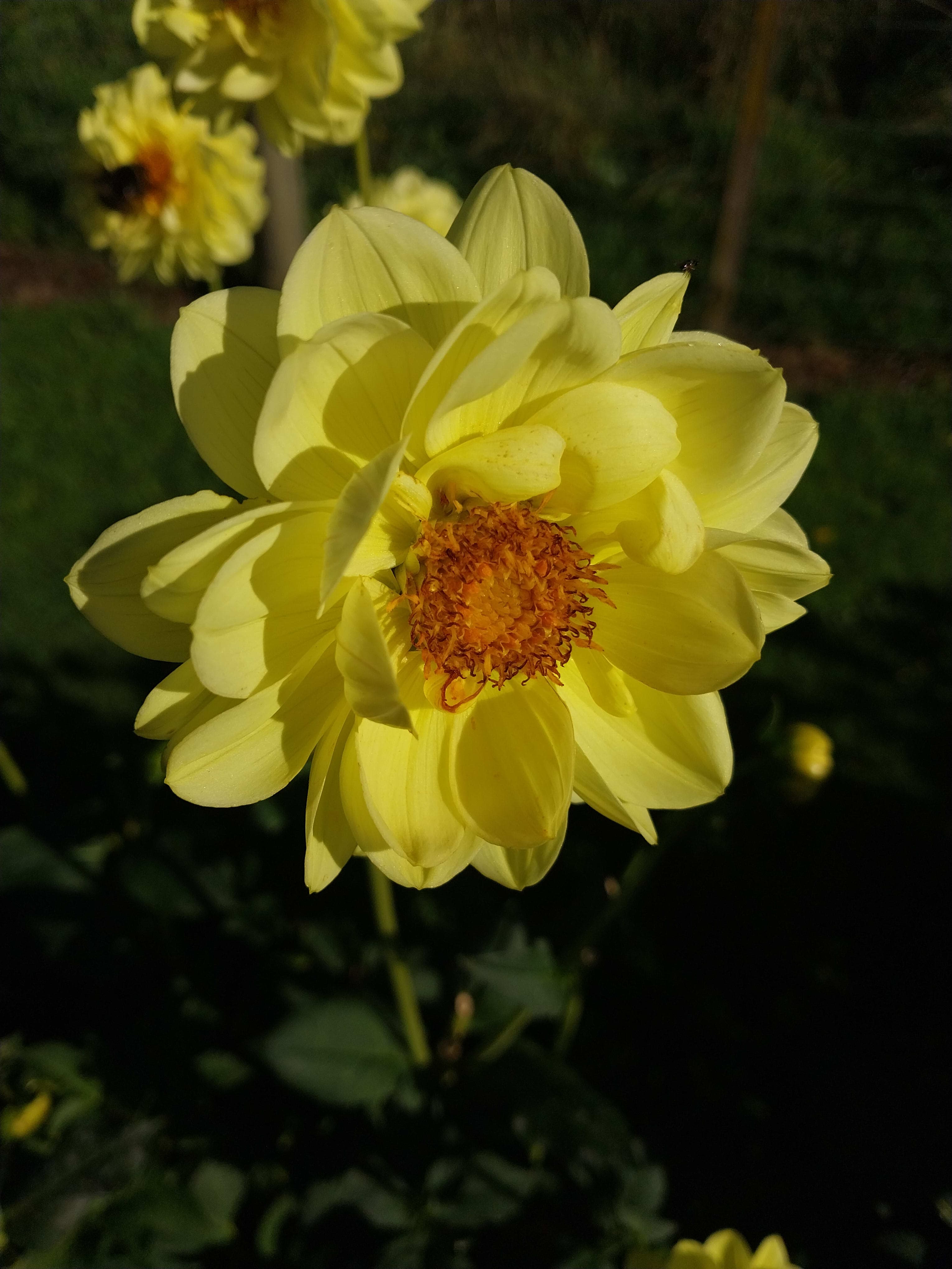Sweet As "Lemon Whisper"